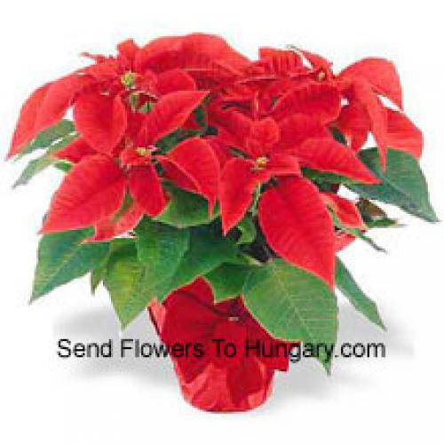 Beautiful Red Poinsettias